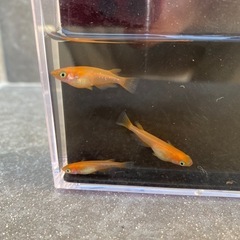 改良メダカ🐟 🟠楊貴妃(ようきひ)🟠5匹300円〜