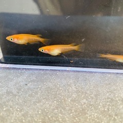 改良メダカ🐟 🟠楊貴妃(ようきひ)🟠5匹300円〜の画像