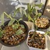 ランキングキーワードに紐づく投稿画像-観葉植物