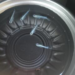 10/13めだか販売の画像