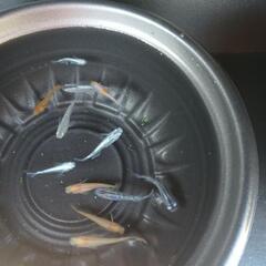 10/13めだか販売の画像