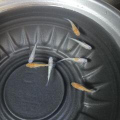 10/13めだか販売の画像