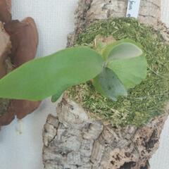 ビカクシダ　ウィリンキーの画像