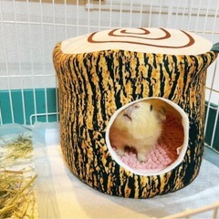 モルモット好きな方募集！