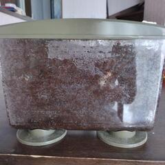 カブトムシ幼虫　ケース付きの画像