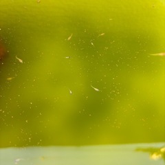 めだか 幼魚