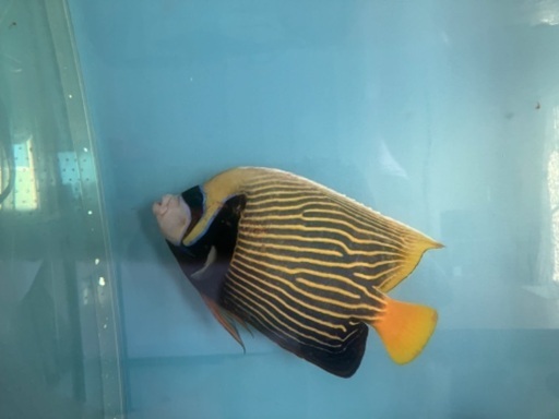 海水魚　熱帯魚　カニ　エビ　海藻