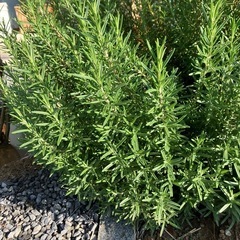 ローズマリー　剪定枝の画像