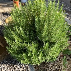 ローズマリー　剪定枝