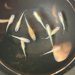 【メダカ】紅花魁10匹（若魚無選別）