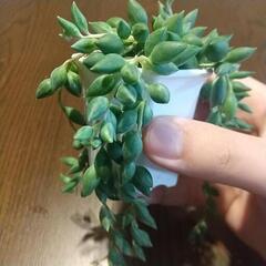 多肉植物 ピーチネックレスの画像