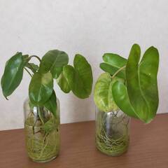 クワズイモ 2個セット