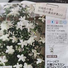 四季咲きホワイトプリンセス　ジャスミン