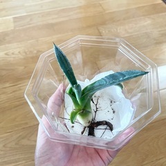 観葉植物 アガベ小