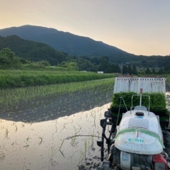2条植歩行型田植え機の画像