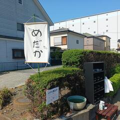 10/14めだか販売