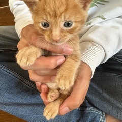 母屋解体時に猫の子が居るのを発見し、里親を探しています