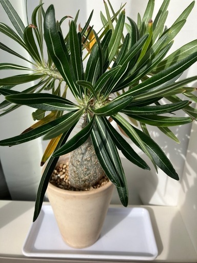 塊根植物 グラキリス 実生