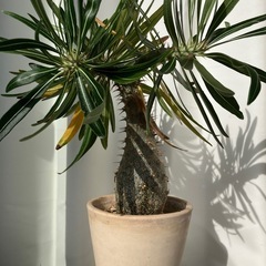 塊根植物 グラキリス 実生