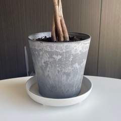 パキラ(実生)5〜6本セットの画像