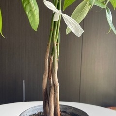 パキラ(実生)5〜6本セットの画像