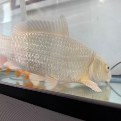 鯉　２匹の画像