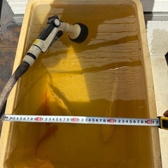 鯉　２匹の画像