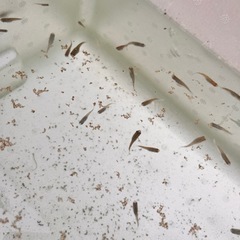 --改良メダカ--