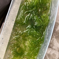 アクア【水草マツモ？】無農薬マツモ？