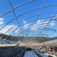 ビニールハウス6m．約200坪の画像