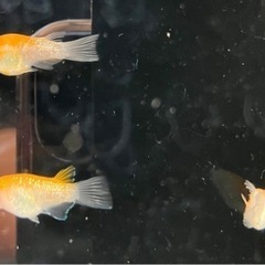 【小城メダカ】現品‼️紅白ラメダルマ、ショート🐟特価‼️