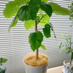 ◼️フィカスウンベラータ◼️７号陶器鉢付き　観葉植物