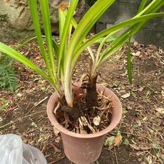 アガパンサス鉢入り苗の画像