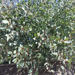 差し上げます【ポプラの葉】の画像