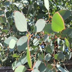 差し上げます【ポプラの葉】