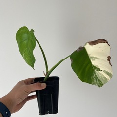モンステラ斑入り