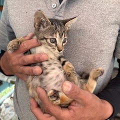 子猫保護しております。里親さま募集です！