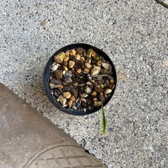 多肉植物　塊根植物　センナ　メリディオナリス　実生　コーデックスの画像