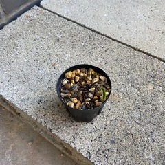 多肉植物　塊根植物　センナ　メリディオナリス　実生　コーデックス