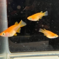 【小城メダカ】現品‼️紅帝ダルマ🐟特価‼️