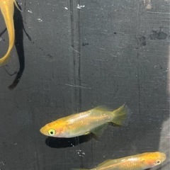🌸黄金べっ甲メダカ2ペア🌸の画像