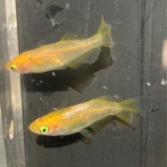 🌸黄金べっ甲メダカ2ペア🌸の画像