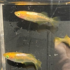 🌸黄金べっ甲メダカ2ペア🌸