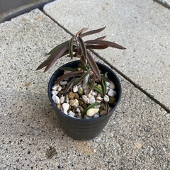 多肉植物　塊根植物　ユーフォルビア　キリンドリフォリア①