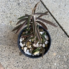 多肉植物　塊根植物　ユーフォルビア　キリンドリフォリア①の画像