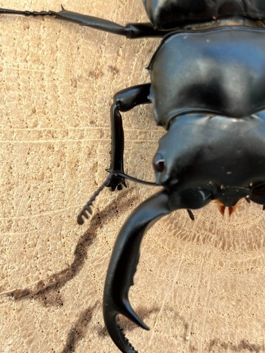 WiLD個体 ウエストウッディオオシカクワガタ(亜種:カズミアエ) 昆虫）ウエストウッディオオシカクワガタ（原名亜種）アルナーチャル