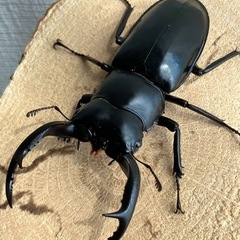 ウエストウッディオオシカクワガタ　亜種カズミアエ　♂単品 72mm