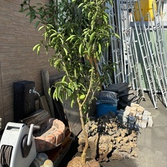 レモンの木の画像