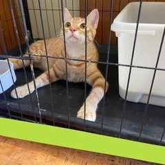 元気な子猫