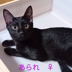 黒猫のあられちゃん♀